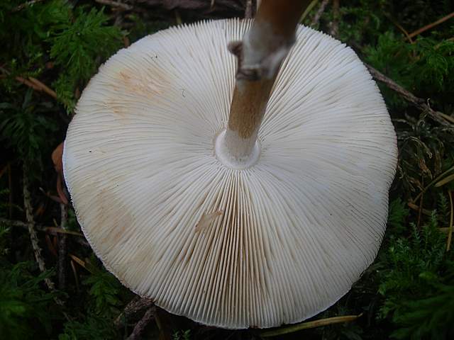 Prima  dell�era  glaciale